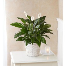  Peace Lily Plant With Basket - Small 