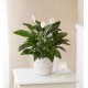  Peace Lily Plant With Basket - Small 