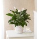  Peace Lily Plant With Basket - Small 