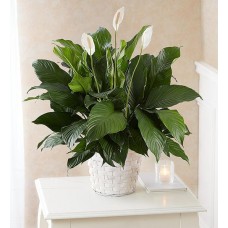  Peace Lily Plant With Basket - Medium