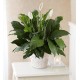  Peace Lily Plant With Basket - Medium