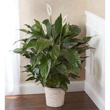  Peace Lily Plant With Basket - Large