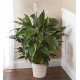  Peace Lily Plant With Basket - Large