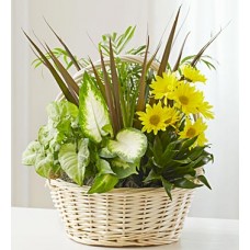 European Garden Planter with added Flowers