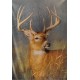 Deer Throw