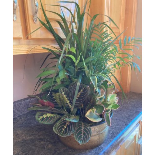 Large Dish Garden Planter