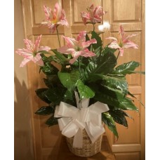 Peace Lily Plant With Added Flowers