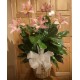 Peace Lily Plant With Added Flowers